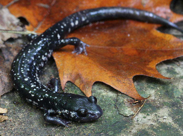 Slimy Salamander